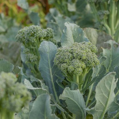 Broccoli Seeds
