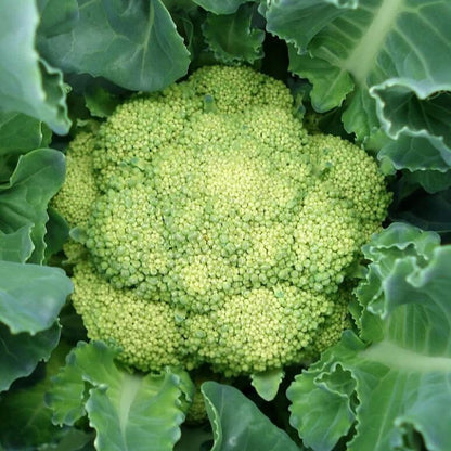 Broccoli seeds - Vegetable Plant