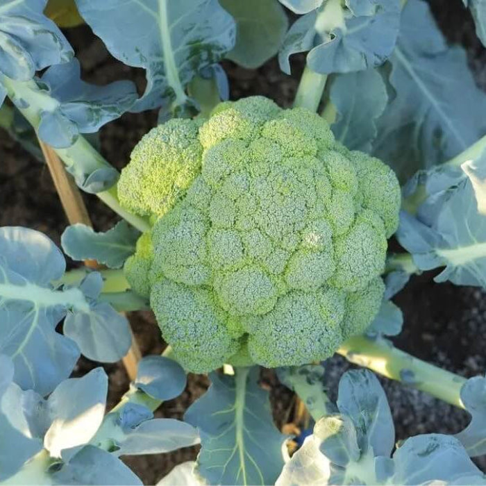 Broccoli seeds - Vegetable Plant