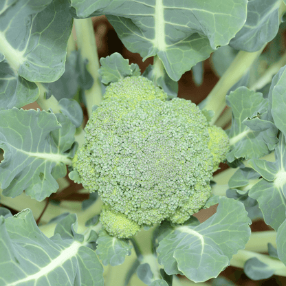Broccoli seeds - Vegetable Plant