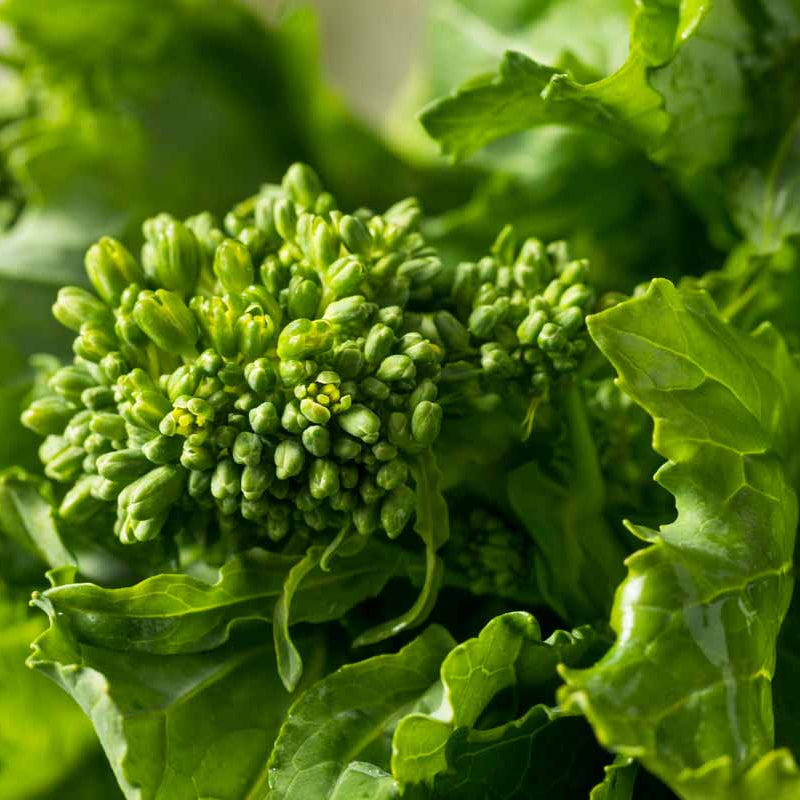 Broccolini Seeds - Heirloom Vegetable Plant for Home Gardens