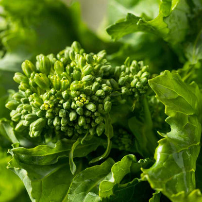Broccolini Seeds - Heirloom Vegetable Plant for Home Gardens