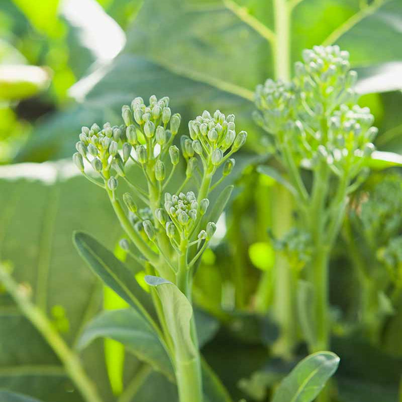Broccolini Seeds - Heirloom Vegetable Plant for Home Gardens