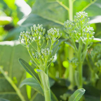 Broccolini Seeds - Heirloom Vegetable Plant for Home Gardens