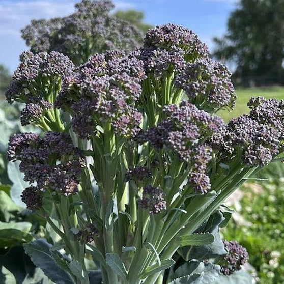 Broccolini Seeds - Heirloom Vegetable Plant for Home Gardens