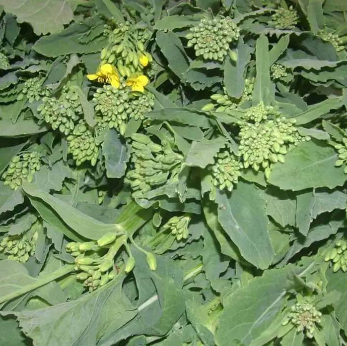 Broccolini Seeds - Heirloom Vegetable Plant for Home Gardens