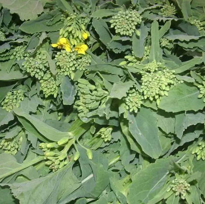 Broccolini Seeds - Heirloom Vegetable Plant for Home Gardens