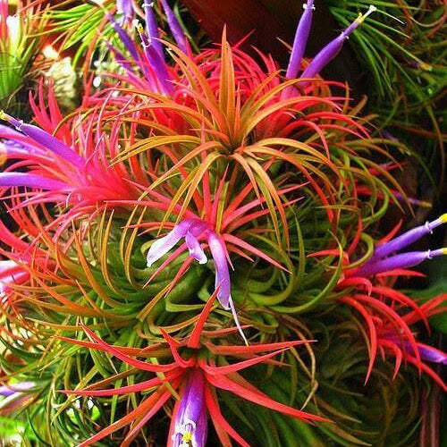 Bromeliad Tillandsia Seeds -Ornamental Plant Seeds for Home Gardens
