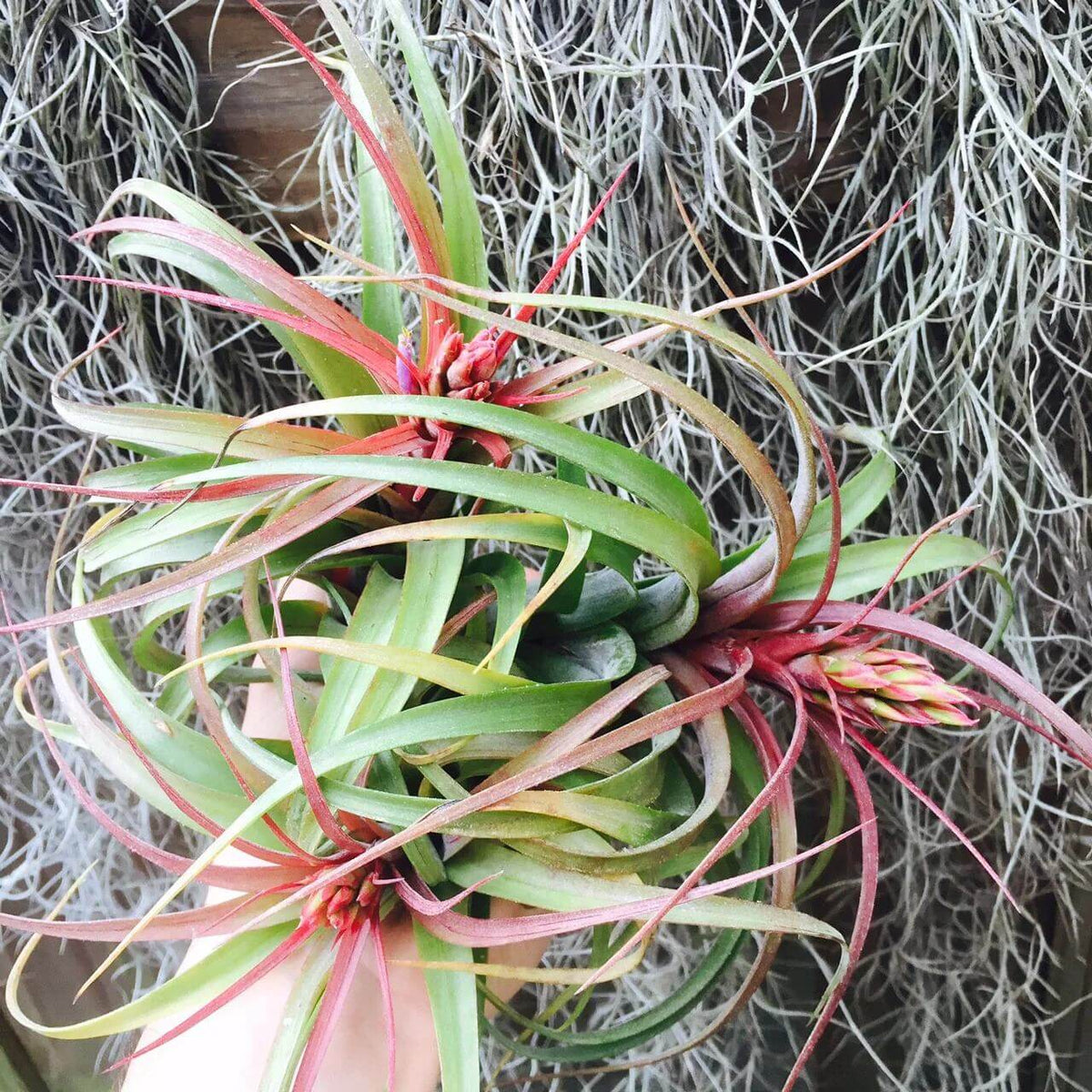 Bromeliad Tillandsia Seeds -Ornamental Plant Seeds for Home Gardens