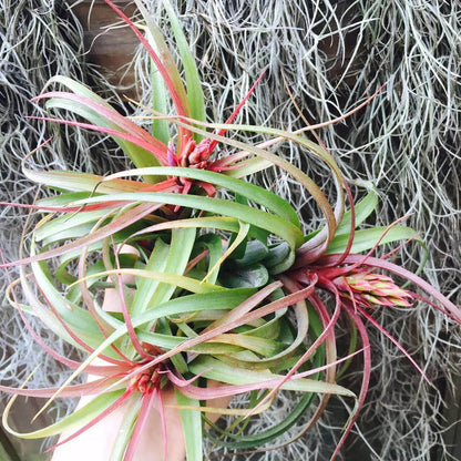 Bromeliad Tillandsia Seeds -Ornamental Plant Seeds for Home Gardens