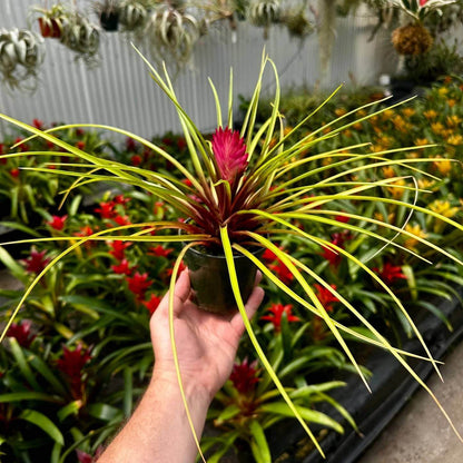 Bromeliad Tillandsia Seeds -Ornamental Plant Seeds for Home Gardens