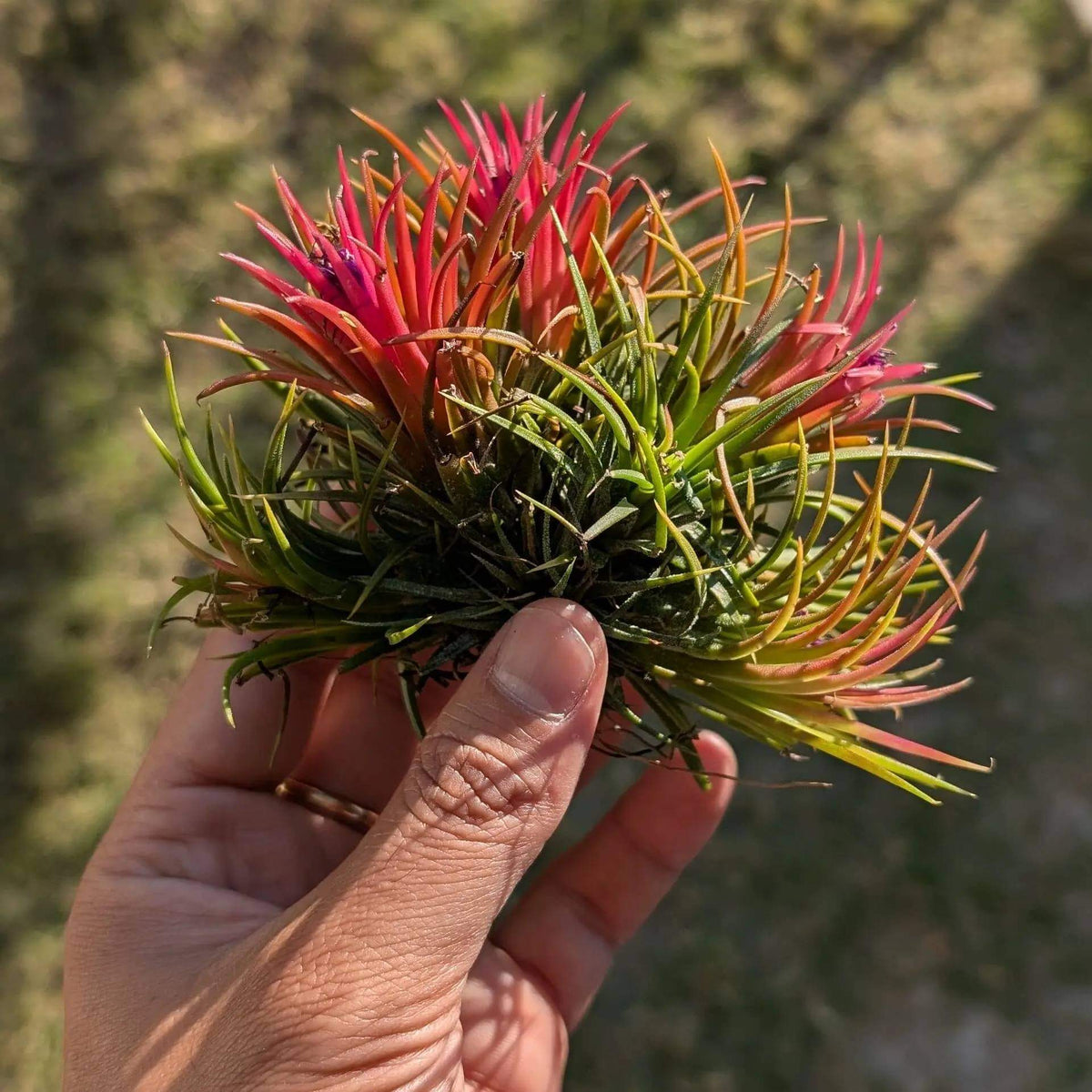 Bromeliad Tillandsia Seeds -Ornamental Plant Seeds for Home Gardens