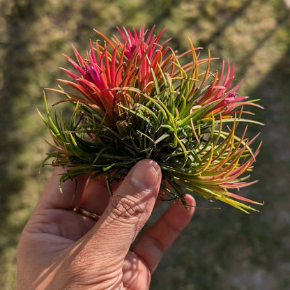 Bromeliad Tillandsia Seeds -Ornamental Plant Seeds for Home Gardens
