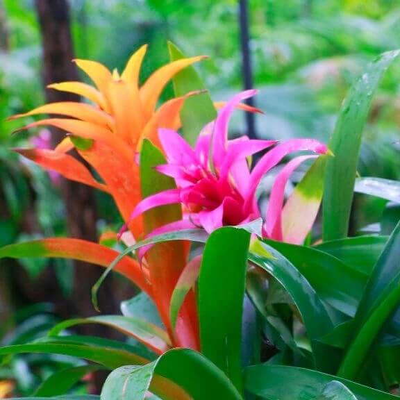 Bromeliad seeds