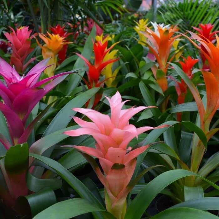 Bromeliad seeds