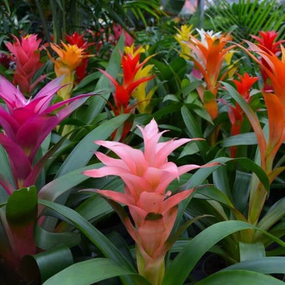 Bromeliad seeds