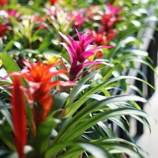 Bromeliad seeds