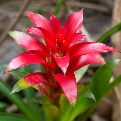 Bromeliad seeds