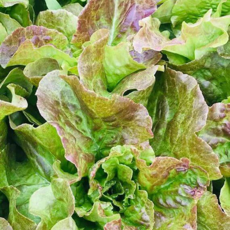 Bronze Mignonette Lettuce Seeds - Heirloom Vegetable Plant for Home Gardens
