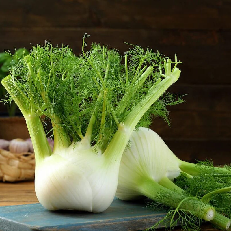 Bronze fennel seeds - Vegetable Plant