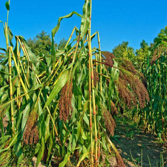Broomcorn Seeds - Flower Plant for Home Gardens