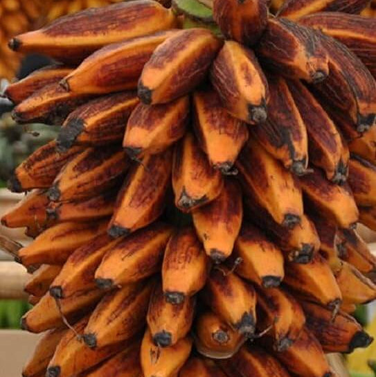 Brown Banana Seeds 