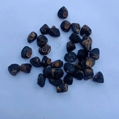Brown Banana Seeds 