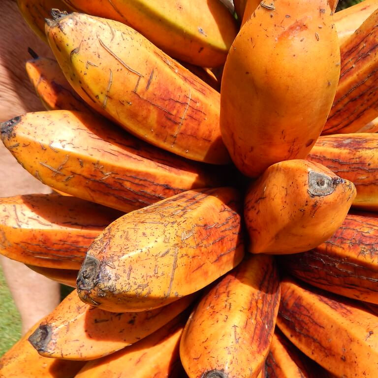 Brown Banana Seeds 