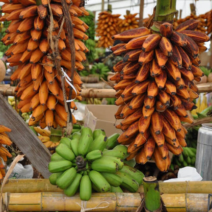 Brown Banana Seeds 