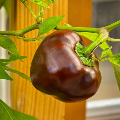 Brown Bell Pepper Seeds - Heirloom Vegetable Plant for Home Gardens