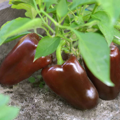 Brown Bell Pepper Seeds - Heirloom Vegetable Plant for Home Gardens