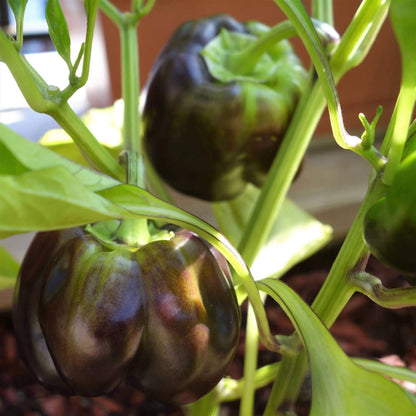 Brown Bell Pepper Seeds - Heirloom Vegetable Plant for Home Gardens