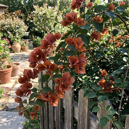 Brown Bougainvillea Seeds
