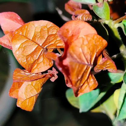 Brown Bougainvillea Seeds