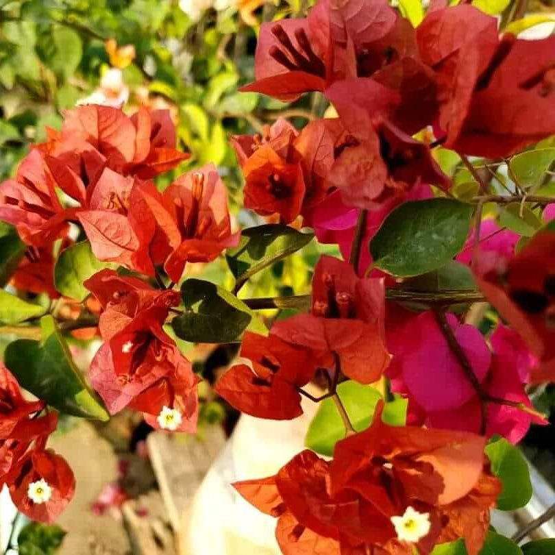Brown Bougainvillea Seeds