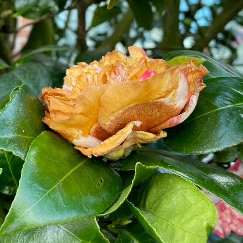 Brown Camellia Seeds