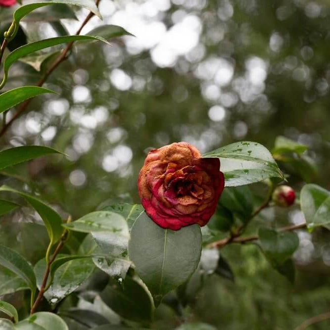 Brown Camellia Seeds