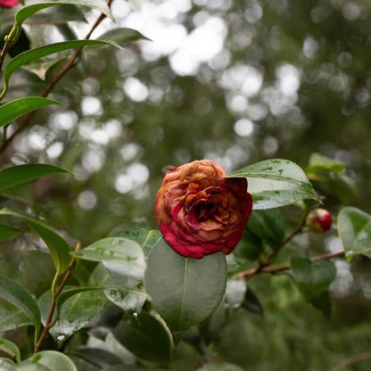 Brown Camellia Seeds