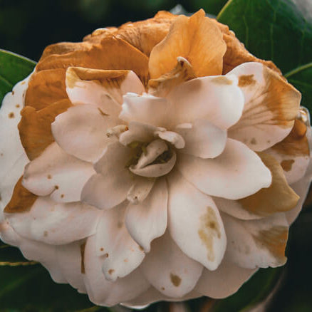 Brown Camellia Seeds
