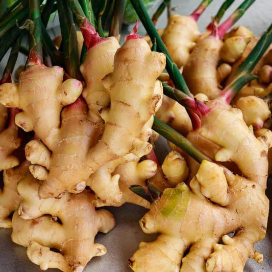 Brown Ginger Seeds