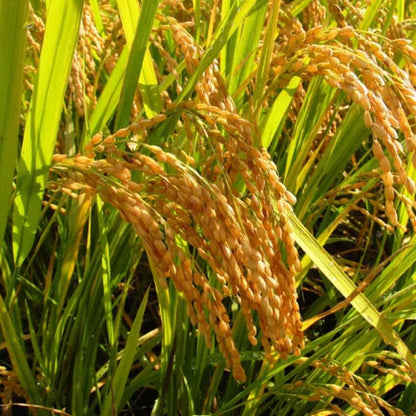 Brown Jasmine Rice Seeds