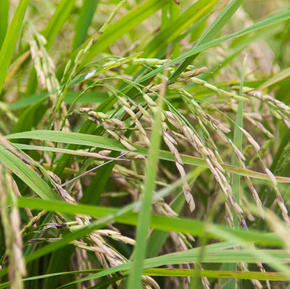 Brown Jasmine Rice Seeds