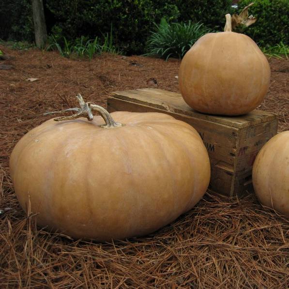 Brown Pumpkin Seeds 
