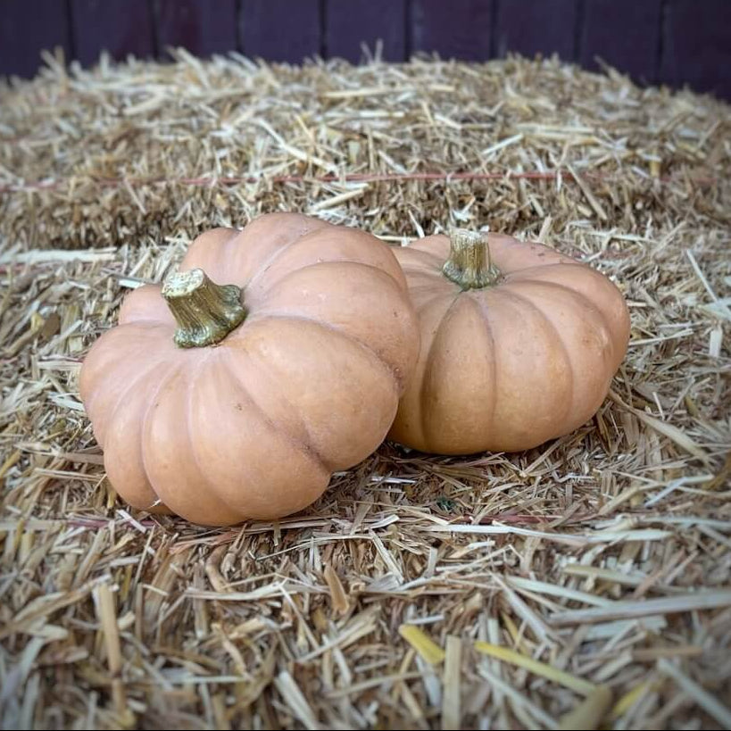 Brown Pumpkin Seeds 