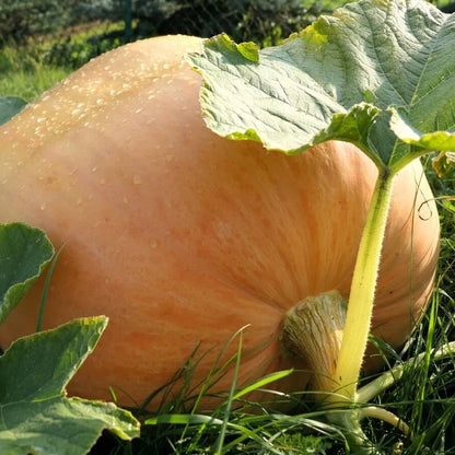 Brown Pumpkin Seeds 