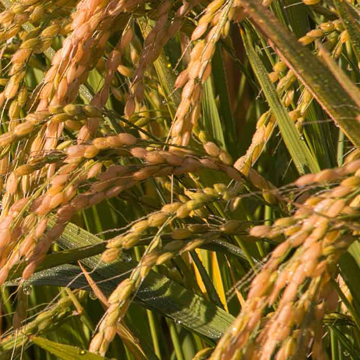 Brown Rice Seeds - Grain Plant Seeds for Home Gardens