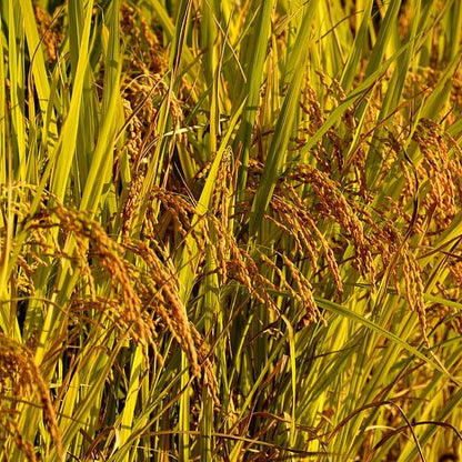 Brown Rice Seeds - Grain Plant Seeds for Home Gardens