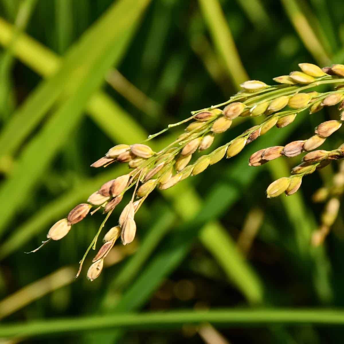 Brown Rice Seeds - Grain Plant Seeds for Home Gardens