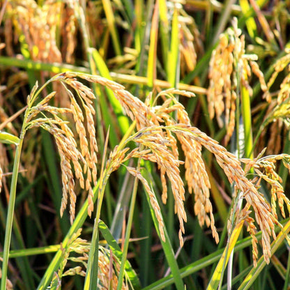 Brown Rice Seeds - Grain Plant Seeds for Home Gardens
