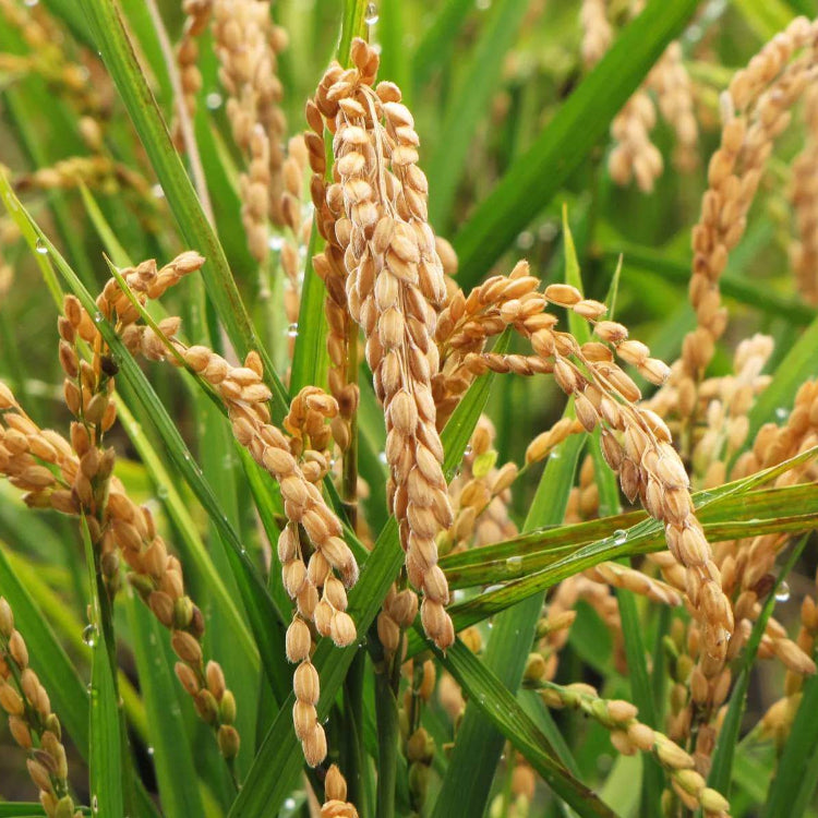 Brown Rice Seeds - Grain Plant Seeds for Home Gardens